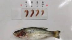 加州鱸魚苗階段指環(huán)蟲危害嚴(yán)重應(yīng)該辦？