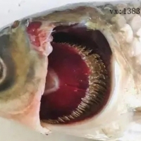 引起魚(yú)類(lèi)爛鰓病的病因有哪些？如何防治？