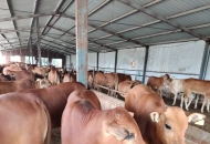 西門(mén)塔爾牛，魯西黃牛，牛犢，肉牛犢