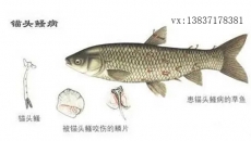 錨頭鳋病如何防治？