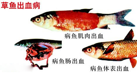 四大家魚白頭白嘴病的預(yù)防與治療方法