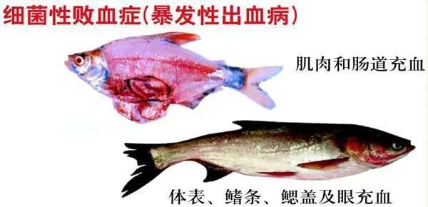 魚(yú)類(lèi)細(xì)菌性敗血癥：容易反復(fù)不斷根的魚(yú)類(lèi)出血病