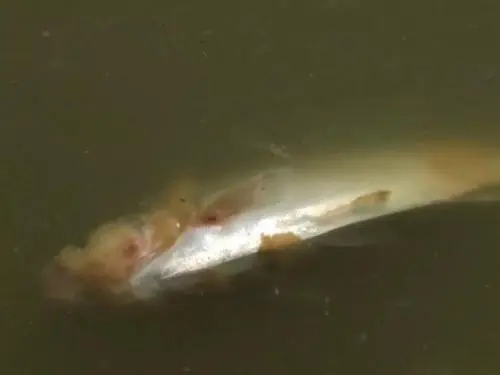 如何有效防治水霉?。?/></a>
    <div   id=