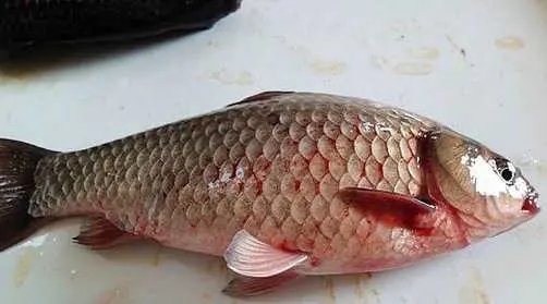 草魚(yú)出血病流行特征診斷與防治技術(shù)要點(diǎn)