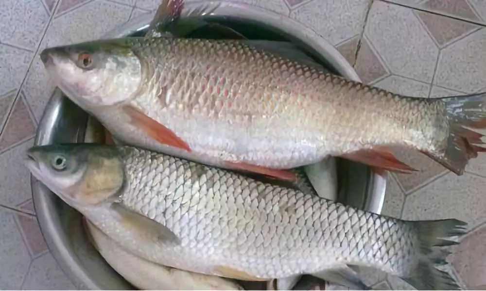 暴發(fā)性魚(yú)病的成因及對(duì)策