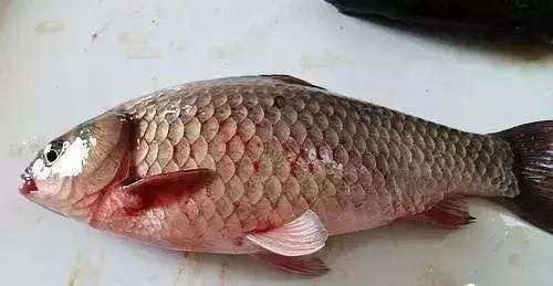 草魚(yú)病毒性出血病的預(yù)防措施
