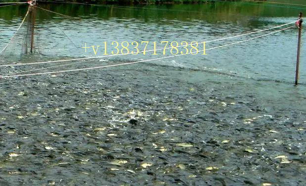 氣溫逐漸升高，如何避免魚類寄生蟲爆發(fā)？