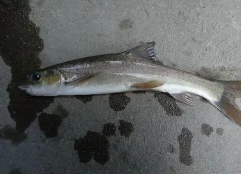 養(yǎng)魚想要保肝護(hù)膽，高產(chǎn)量，你要這樣做!