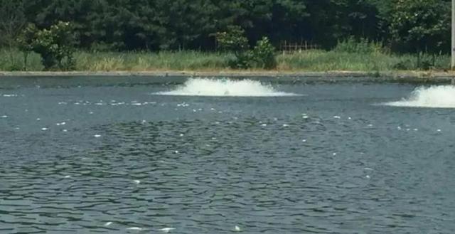 魚先滅菌還是先殺蟲？