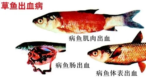 高溫季節(jié)草魚出血病高發(fā)，如何防治草魚出血??？