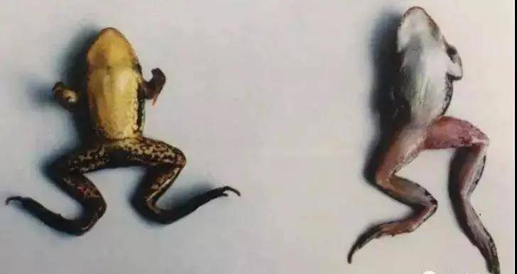 高溫季節(jié)，如何防治這種牛蛙紅腿??？