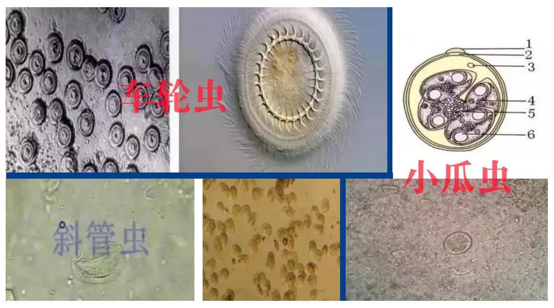 魚類養(yǎng)殖如何有效減少寄生蟲病害的發(fā)生