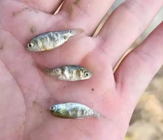 殺不死的鯽魚孢子蟲，防治方法都在這里