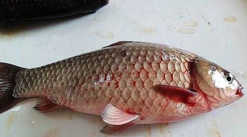 魚類應(yīng)激性出血癥的防控措施