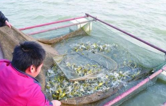 黃顙魚腹水病發(fā)病頻繁是什么原因？