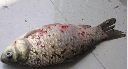錨頭鳋對魚類有什么危害應(yīng)該怎么辦？