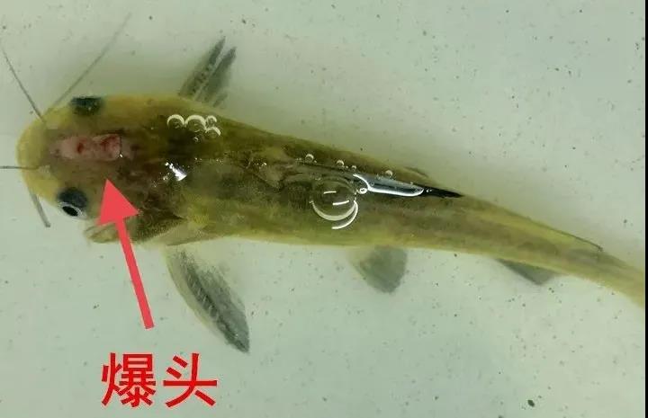 黃顙魚裂頭病防控措施有哪些？