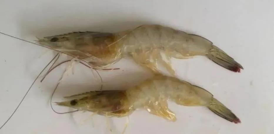 對蝦纖毛蟲問題如何預(yù)防？