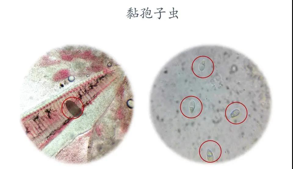 以驅(qū)蟲(chóng)代替殺蟲(chóng)，徹底解決鯽魚(yú)孢子蟲(chóng)