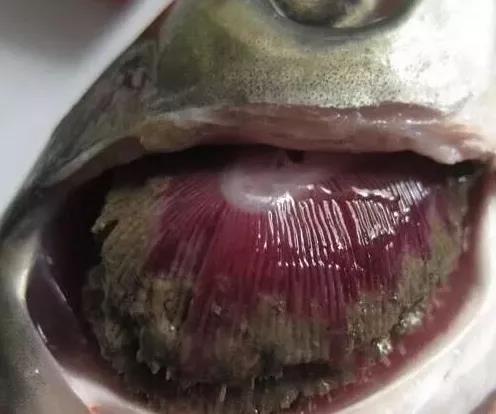 氣溫越來(lái)越高，如何治療草魚(yú)爛鰓?。?/></a>
    <div   id=