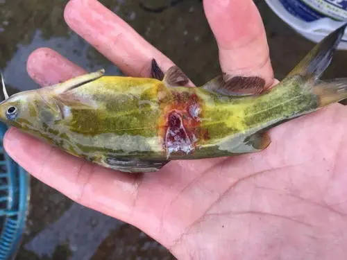 黃顙魚(yú)爛身潰瘍是怎么回事？如何預(yù)防？