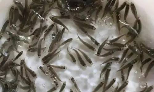 加州鱸魚(yú)爛嘴爛尾病的防控思路