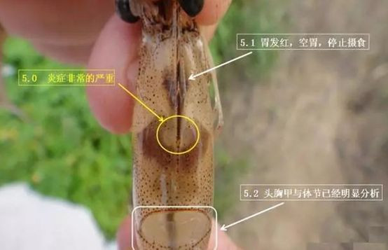 南美白對(duì)蝦急性肝胰腺壞死應(yīng)該怎么辦？