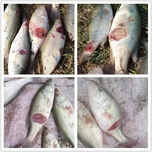 加州鱸爛身應(yīng)該怎么辦？