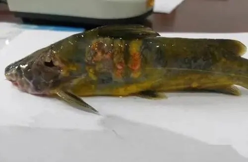 黃顙魚爛身應(yīng)該如何針對(duì)？