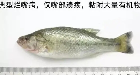 加州鱸爛嘴爛尾不要怕，賽科教你如何防治它