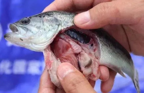 加州鱸細(xì)菌性腸炎病應(yīng)該怎么預(yù)防和治療