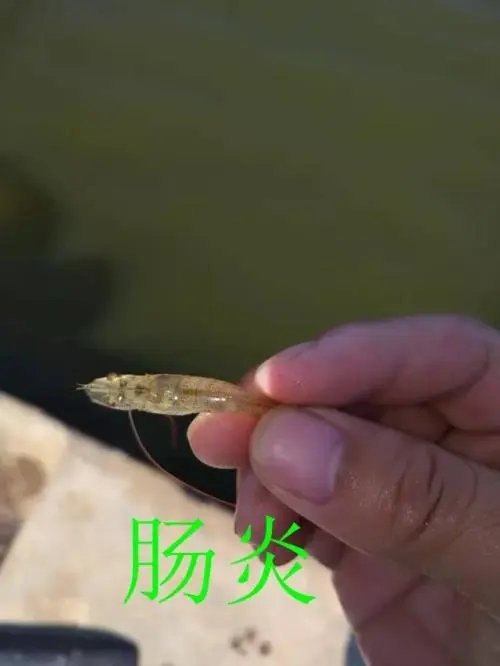 南美白對蝦腸道疾病的誘發(fā)因素有哪些