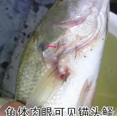 加州鱸錨頭鳋應(yīng)該如何治療？