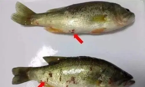 導(dǎo)致加州鱸發(fā)生細(xì)菌性腸炎病的因素，你知道多少？