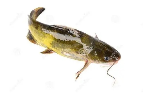 黃顙魚(yú)養(yǎng)殖中后期應(yīng)該如何做好池塘管理