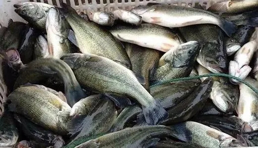如何避免加州鱸出魚(yú)時(shí)出現(xiàn)應(yīng)激反應(yīng)呢？
