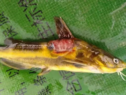 黃顙魚爛身病是如何造成的？