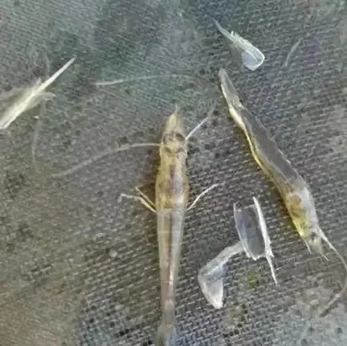 南美白對蝦蛻殼難，蛻殼慢究竟是什么原因造成的呢？