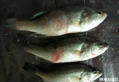 加州鱸虹彩病毒防治規(guī)律和防控措施您知道多少？
