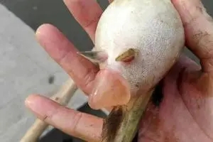黃顙魚出現(xiàn)腹水病原因有哪些？如何防治黃顙魚腹水?。?/></a>
    <div   id=