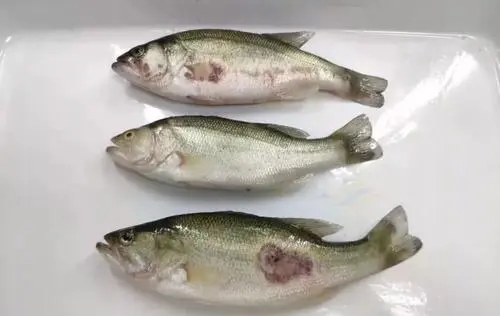 加州鱸爛身花身病頻發(fā)，養(yǎng)殖戶如何應(yīng)對