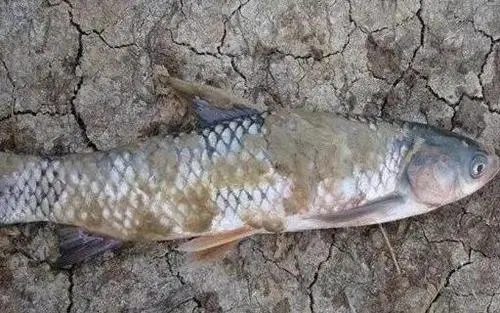 拉網(wǎng)賣魚出現(xiàn)水霉病怎么辦？做好這4點可有效防治