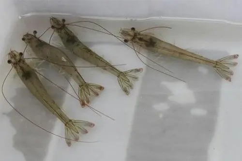 南美白對蝦腸炎、白便危害大，飼料添加俠肝義膽增強免疫力 ...