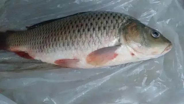 寒露和霜降前后水產(chǎn)養(yǎng)殖病害預(yù)測