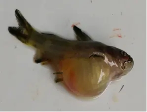 黃顙魚腹水病是什么原因引起的？又該如何防治？