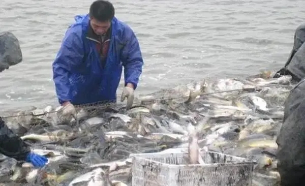 冬季養(yǎng)魚注意這4點，提高魚種成活率，安全越冬