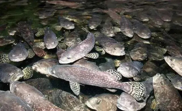有關(guān)水產(chǎn)養(yǎng)殖在越冬期間常見的病害以及預(yù)防措施