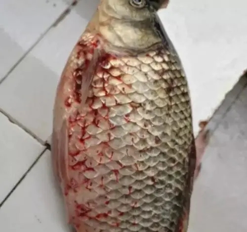 為什么秋末冬初容易爆發(fā)錨頭鳋？