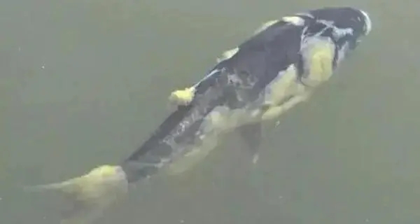 氣溫逐漸降低，魚類患上水霉病的幾率大大增加，如何預(yù)防？ ...