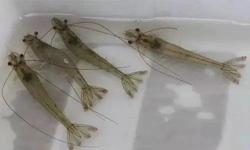 如何減少慢料對對蝦的影響？